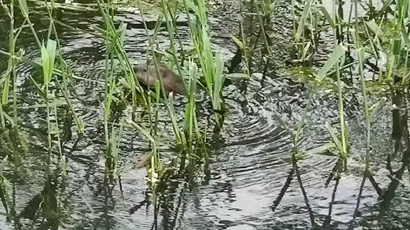 Ohio to Erie Trail, Lock 39 Trailhead - Independence, OH