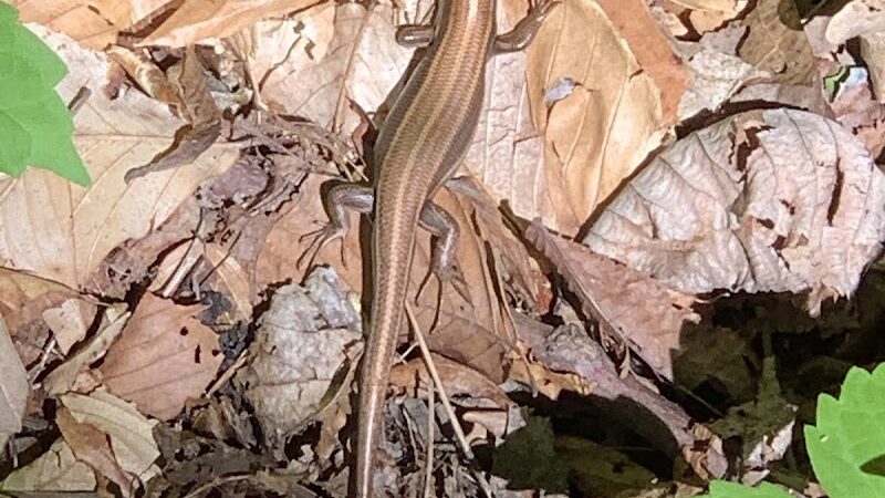 Botkins Park - Jackson Center, OH