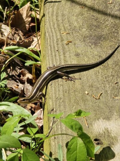 Botkins Park - Jackson Center, OH