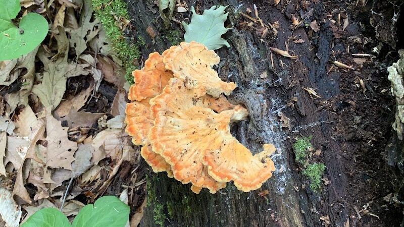 Botkins Park - Jackson Center, OH