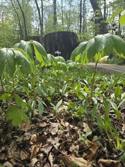 Botkins Park - Jackson Center, OH