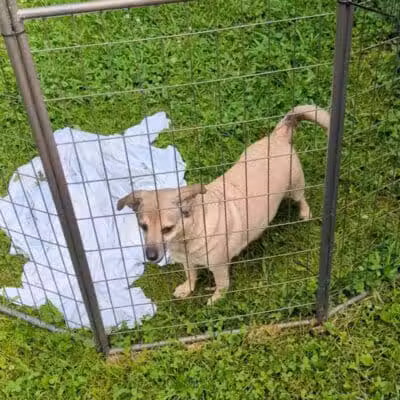 Jackson County Dog Warden - Jackson, OH