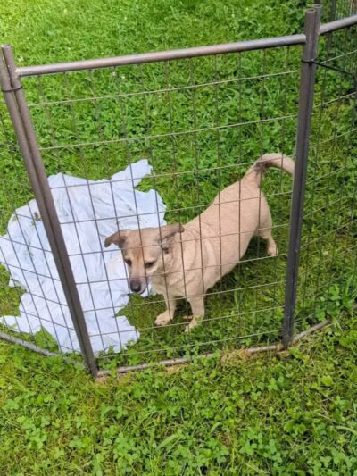 Jackson County Dog Warden - Jackson, OH