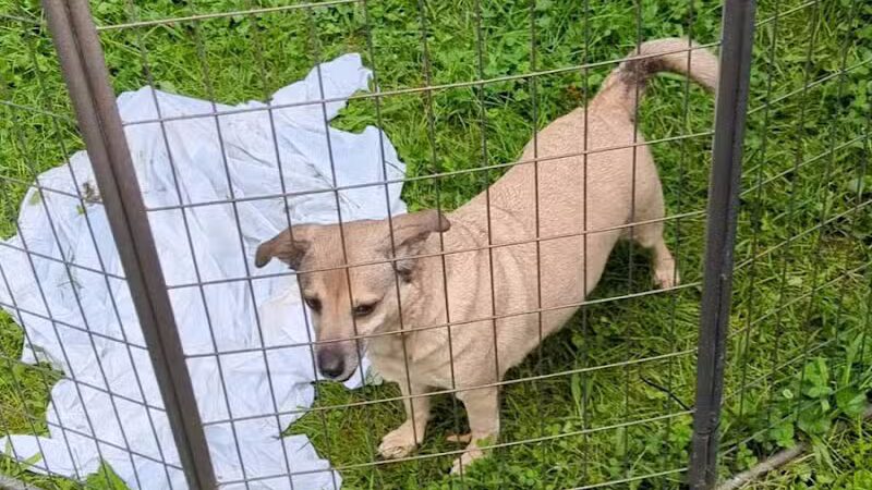 Jackson County Dog Warden - Jackson, OH