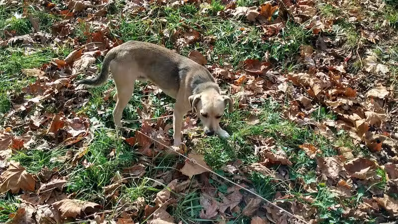 Jackson County Dog Warden - Jackson, OH
