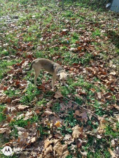 Jackson County Dog Warden - Jackson, OH