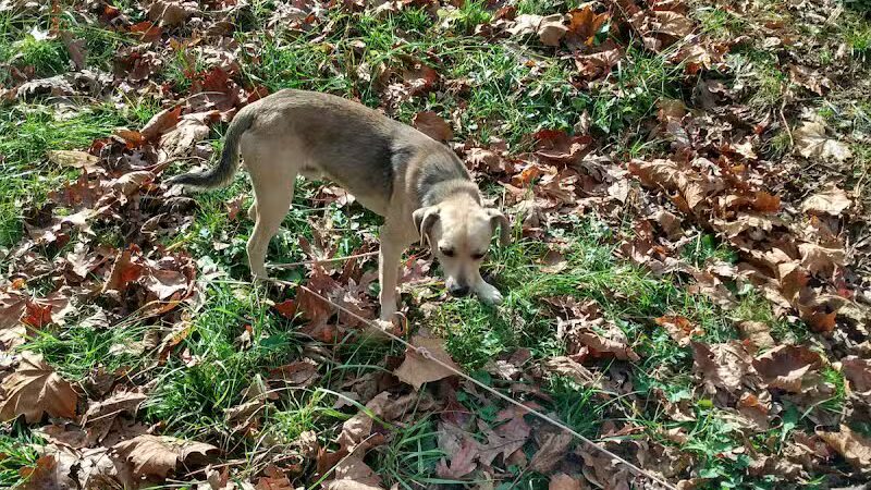 Jackson County Dog Warden - Jackson, OH