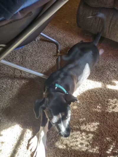 Jackson County Dog Warden - Jackson, OH