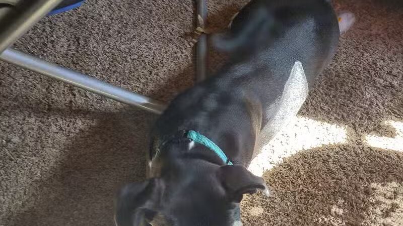 Jackson County Dog Warden - Jackson, OH