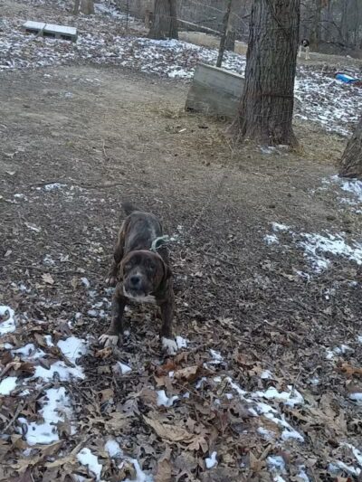 Jackson County Dog Warden - Jackson, OH