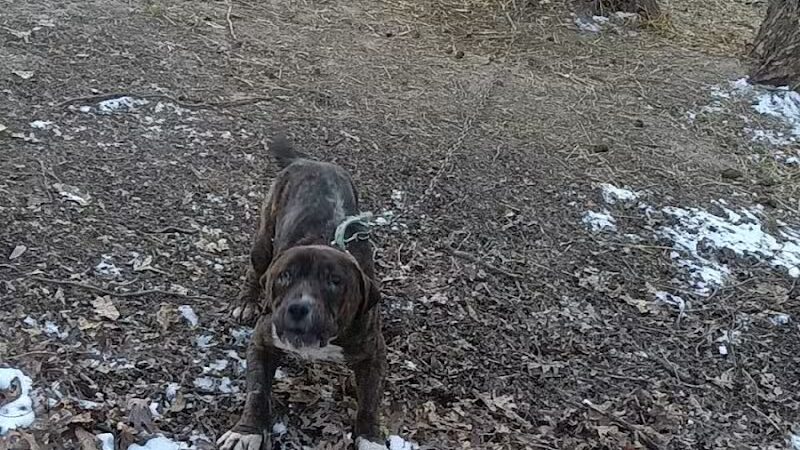 Jackson County Dog Warden - Jackson, OH