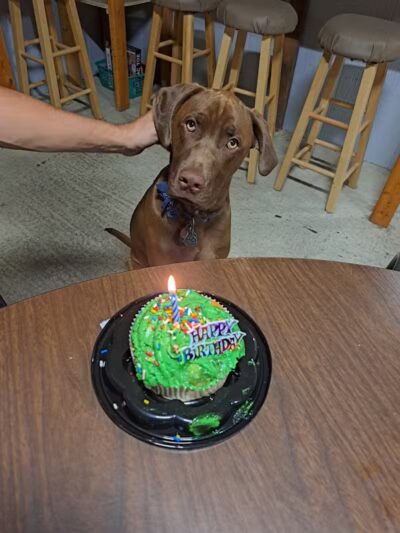 Jackson County Dog Warden - Jackson, OH