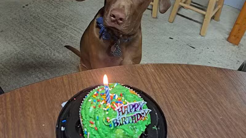 Jackson County Dog Warden - Jackson, OH