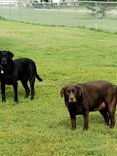 Peppers Dog Park - Jamestown, ND