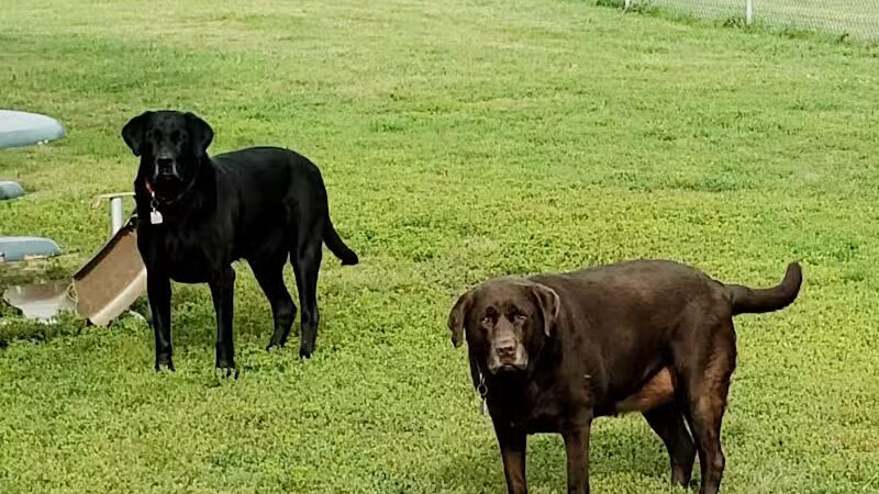 Peppers Dog Park - Jamestown, ND