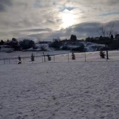 Peppers Dog Park - Jamestown, ND