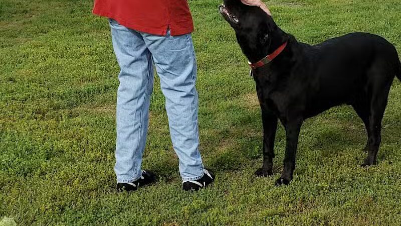 Peppers Dog Park - Jamestown, ND