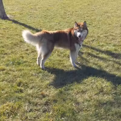 Peppers Dog Park - Jamestown, ND