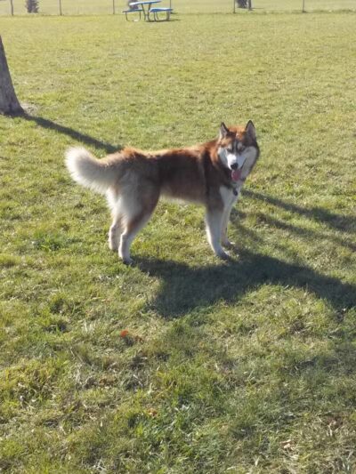 Peppers Dog Park - Jamestown, ND