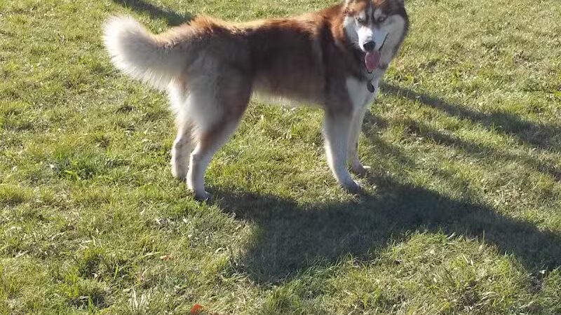 Peppers Dog Park - Jamestown, ND