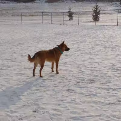 Peppers Dog Park - Jamestown, ND
