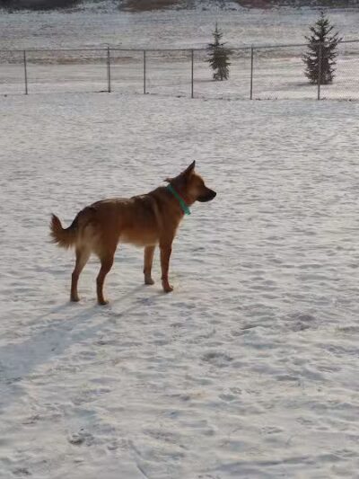 Peppers Dog Park - Jamestown, ND