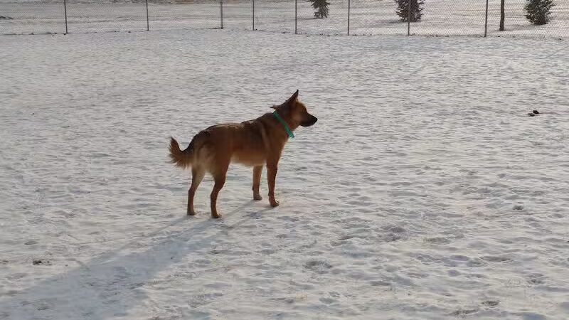 Peppers Dog Park - Jamestown, ND