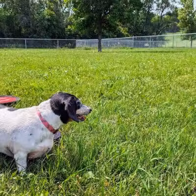 Peppers Dog Park - Jamestown, ND