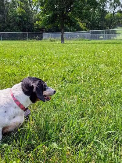 Peppers Dog Park - Jamestown, ND