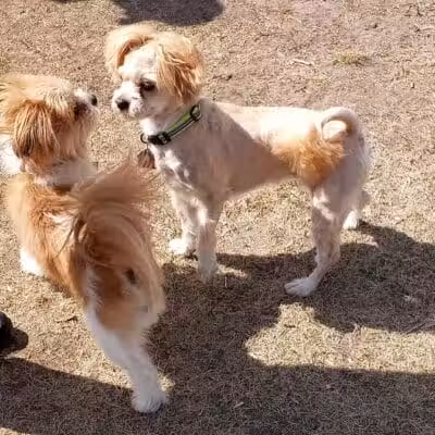 Peppers Dog Park - Jamestown, ND