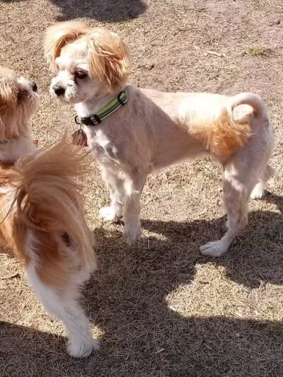 Peppers Dog Park - Jamestown, ND