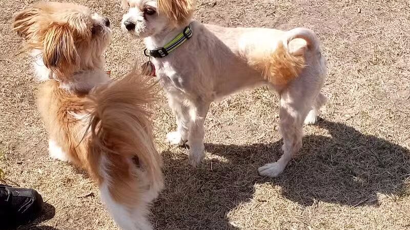Peppers Dog Park - Jamestown, ND