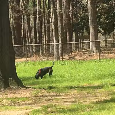 City of Jasper Off Leash dog park - Jasper, AL