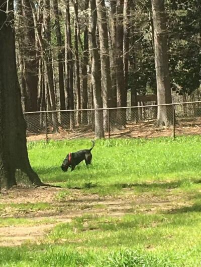 City of Jasper Off Leash dog park - Jasper, AL