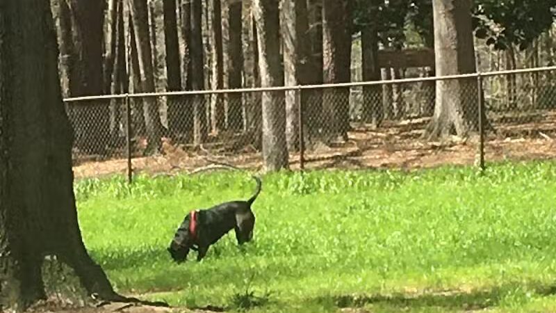 City of Jasper Off Leash dog park - Jasper, AL