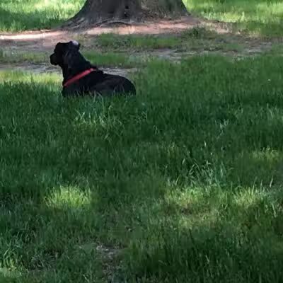 City of Jasper Off Leash dog park - Jasper, AL