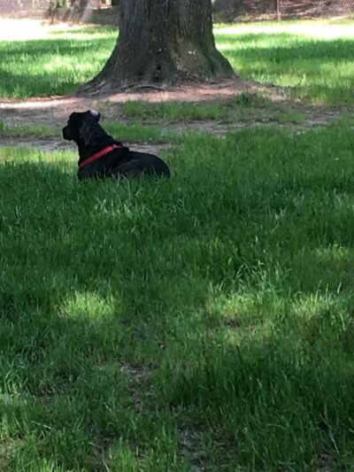 City of Jasper Off Leash dog park - Jasper, AL