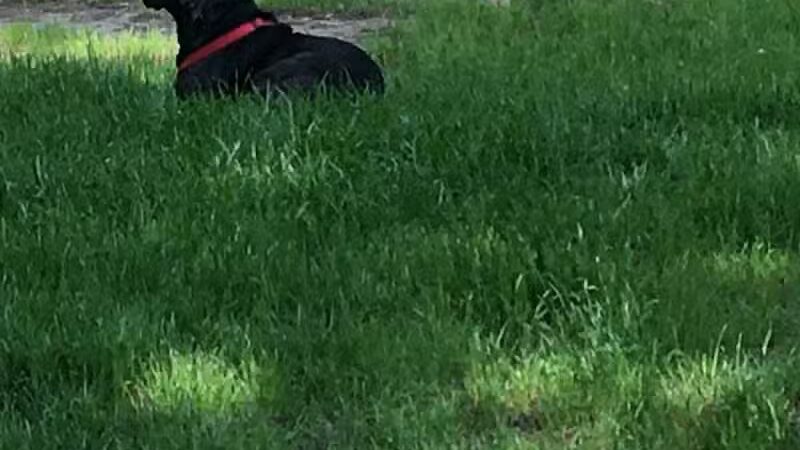 City of Jasper Off Leash dog park - Jasper, AL