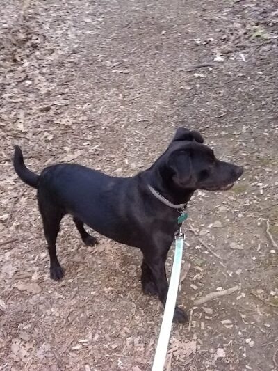 Jefferson Dog Park - Jefferson, OH