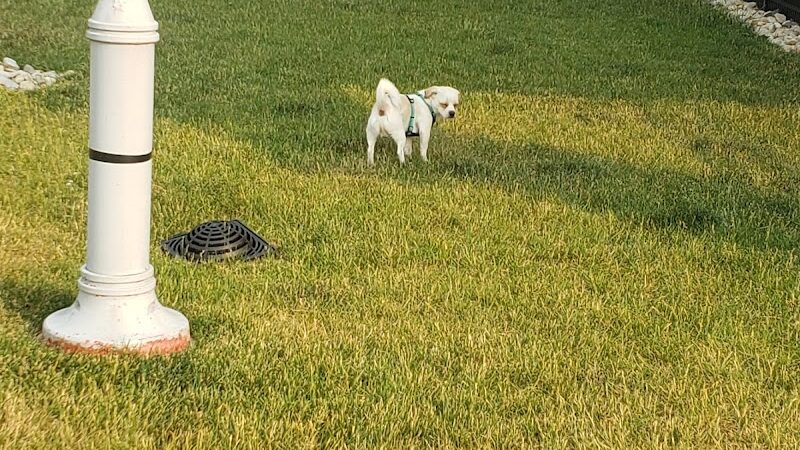 Destination Dog Park - Jeffersonville, OH