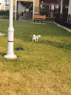 Destination Dog Park - Jeffersonville, OH