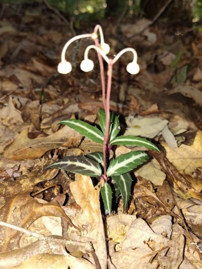 Monroe Lake Wildlife Area - Jerusalem, OH