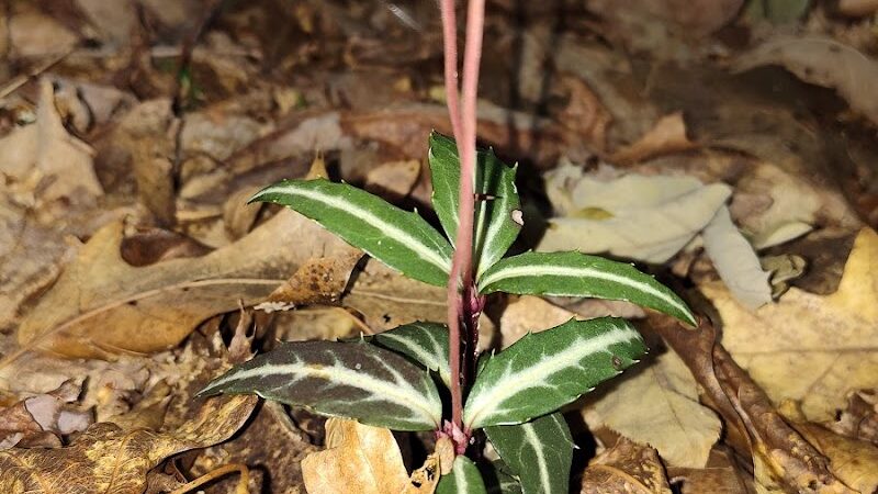 Monroe Lake Wildlife Area - Jerusalem, OH