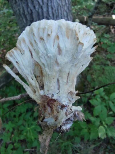 Monroe Lake Wildlife Area - Jerusalem, OH