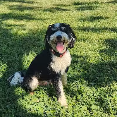 Johnstown (OH) Dog Park - Johnstown, OH