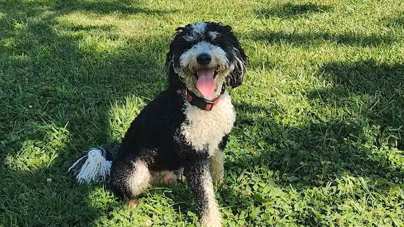 Johnstown (OH) Dog Park - Johnstown, OH