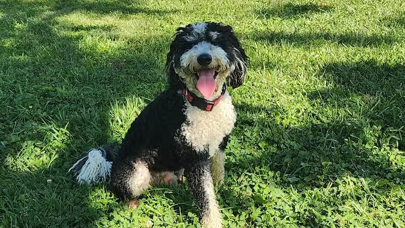 Johnstown (OH) Dog Park - Johnstown, OH