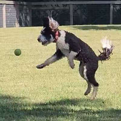 Johnstown (OH) Dog Park - Johnstown, OH