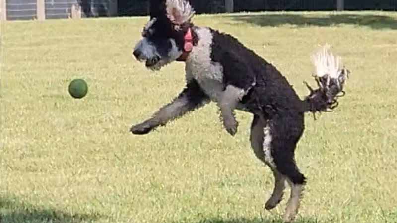 Johnstown (OH) Dog Park - Johnstown, OH