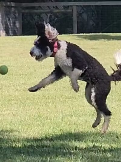 Johnstown (OH) Dog Park - Johnstown, OH